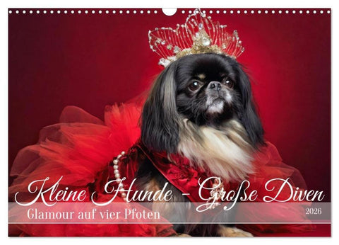 Kleine Hunde - Große Diven (Wandkalender 2026 DIN A3 quer), CALVENDO Monatskalender