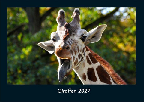 Giraffen 2027 Fotokalender DIN A4