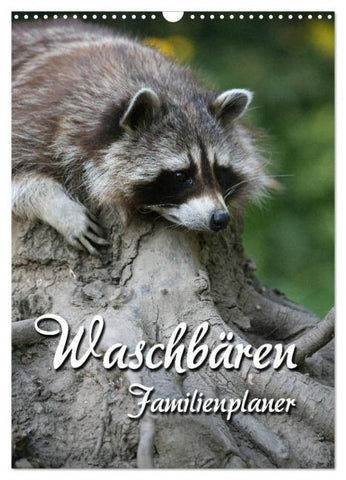 Waschbären Familienplaner (Wandkalender 2026 DIN A3 hoch), CALVENDO Monatskalender