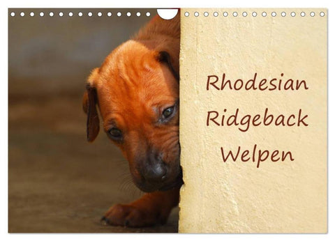 Rhodesian Ridgeback Welpen (Wandkalender 2026 DIN A4 quer), CALVENDO Monatskalender