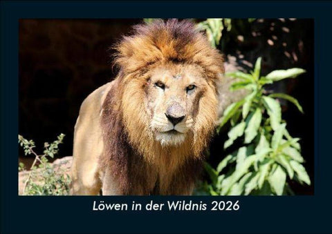 Löwen in der Wildnis 2026 Fotokalender DIN A5