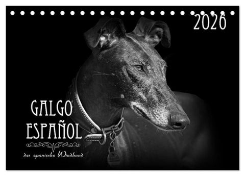 Galgo Español - der spanische Windhund 2026 (Tischkalender 2026 DIN A5 quer), CALVENDO Monatskalender