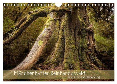 Märchenhafter Reinhardswald und Urwald Sababurg (Wandkalender 2026 DIN A4 quer), CALVENDO Monatskalender