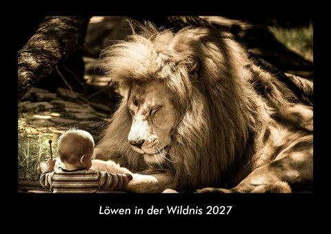 Löwen in der Wildnis 2027 Fotokalender DIN A3