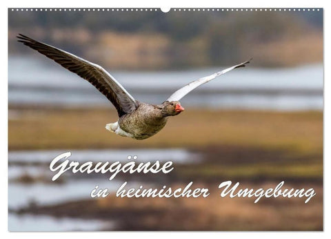 Graugänse in heimischer Umgebung (Wandkalender 2026 DIN A2 quer), CALVENDO Monatskalender