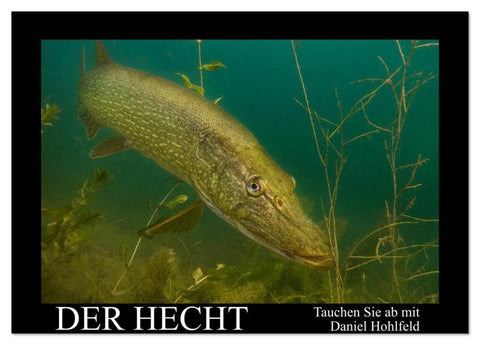 Der Hecht - Tauchen Sie ab mit Daniel Hohlfeld (Tischkalender 2026 DIN A5 quer), CALVENDO Monatskalender