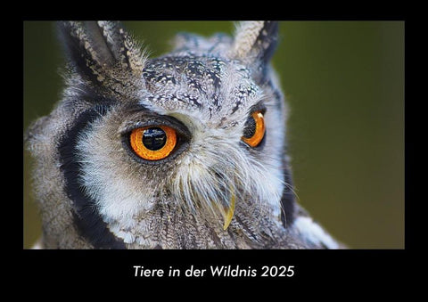 Tiere in der Wildnis 2025 Fotokalender DIN A3