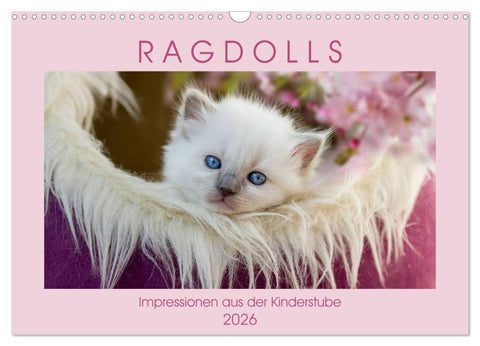 RAGDOLLS Impressionen aus der Kinderstube (Wandkalender 2026 DIN A3 quer), CALVENDO Monatskalender
