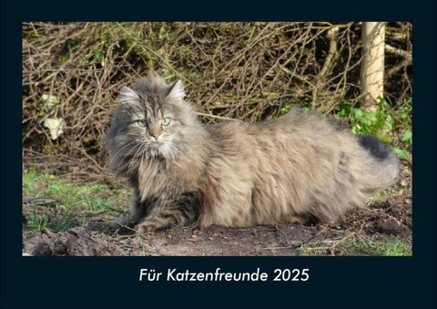 Für Katzenfreunde 2025 Fotokalender DIN A4