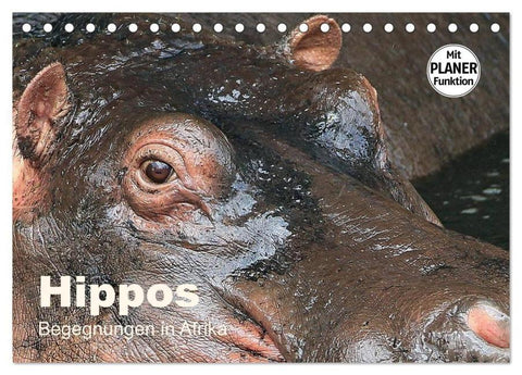 Hippos - Begegnungen in Afrika (Tischkalender 2026 DIN A5 quer), CALVENDO Monatskalender