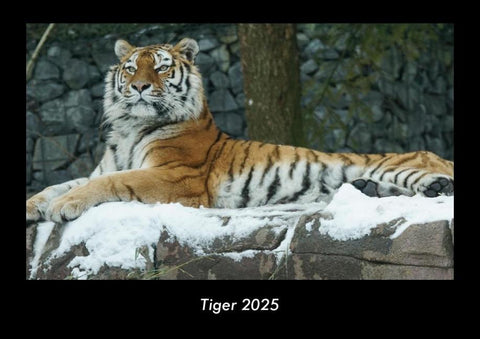 Tiger 2025 Fotokalender DIN A3