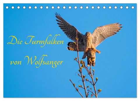 Die Turmfalken von Wolfsanger (Tischkalender 2026 DIN A5 quer), CALVENDO Monatskalender