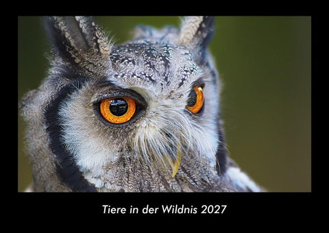 Tiere in der Wildnis 2027 Fotokalender DIN A3
