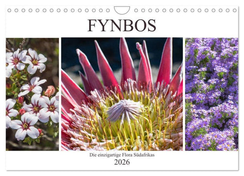 Fynbos - Die einzigartige Flora Südafrikas (Wandkalender 2026 DIN A4 quer), CALVENDO Monatskalender