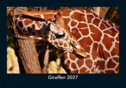 Giraffen 2027 Fotokalender DIN A5