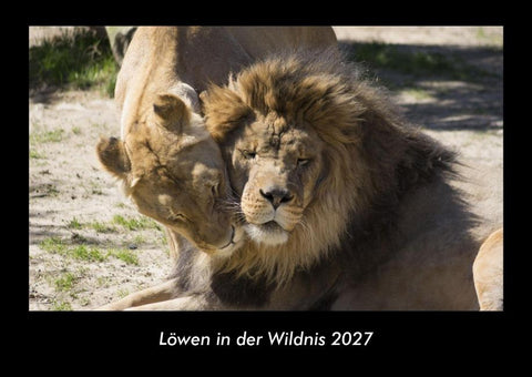 Löwen in der Wildnis 2027 Fotokalender DIN A3
