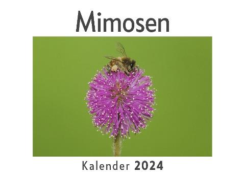 Mimosen (Wandkalender 2024, Kalender DIN A4 quer, Monatskalender im Querformat mit Kalendarium, Das perfekte Geschenk)