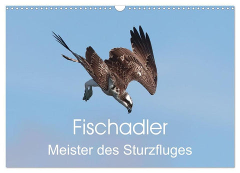Fischadler - Meister des Sturzfluges (Wandkalender 2026 DIN A3 quer), CALVENDO Monatskalender