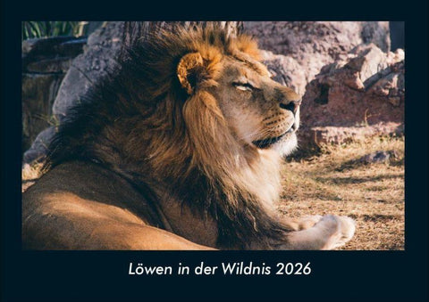 Löwen in der Wildnis 2026 Fotokalender DIN A4