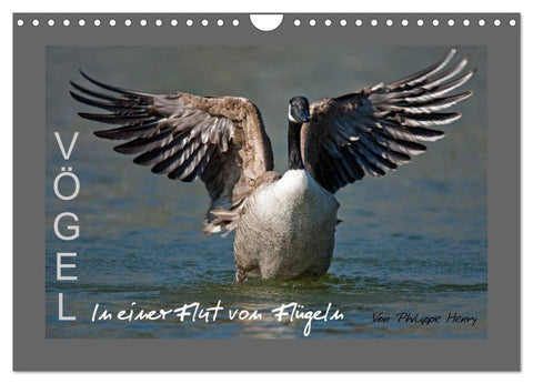 VÖGEL (Wandkalender 2026 DIN A4 quer), CALVENDO Monatskalender
