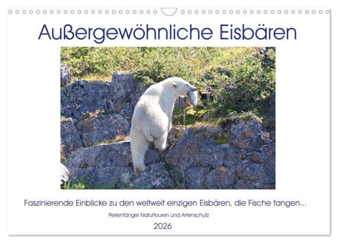 Das Leben der etwas "anderen" Eisbären! (Wandkalender 2026 DIN A3 quer), CALVENDO Monatskalender