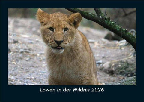 Löwen in der Wildnis 2026 Fotokalender DIN A5