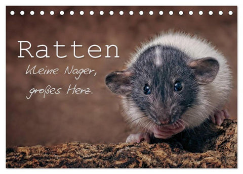 Ratten. Kleine Nager, großes Herz. (Tischkalender 2026 DIN A5 quer), CALVENDO Monatskalender