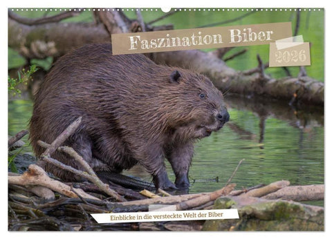 Faszination Biber (Wandkalender 2026 DIN A2 quer), CALVENDO Monatskalender