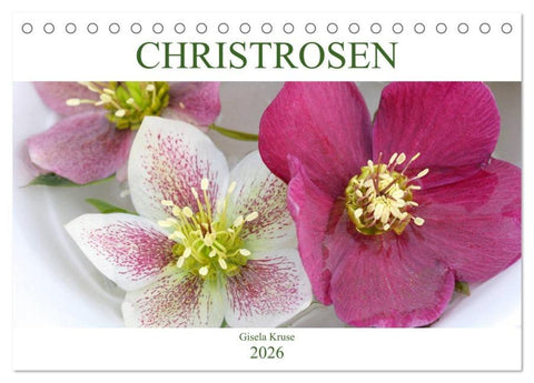 Christrosen (Tischkalender 2026 DIN A5 quer), CALVENDO Monatskalender