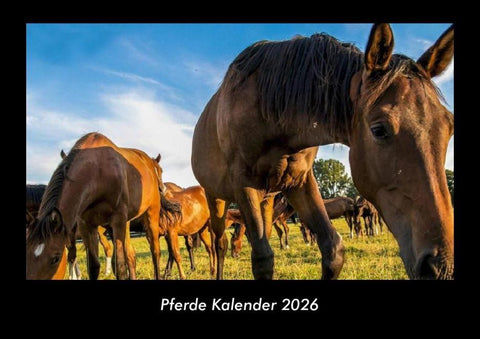 Pferde Kalender 2026 Fotokalender DIN A3