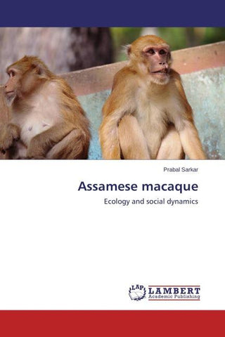 Assamese macaque