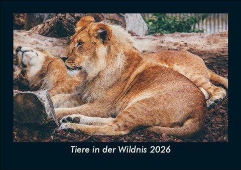 Tiere in der Wildnis 2026 Fotokalender DIN A5