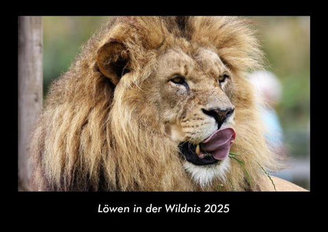 Löwen in der Wildnis 2025 Fotokalender DIN A3