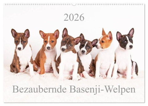 Bezaubernde Basenji-Welpen (Wandkalender 2026 DIN A2 quer), CALVENDO Monatskalender