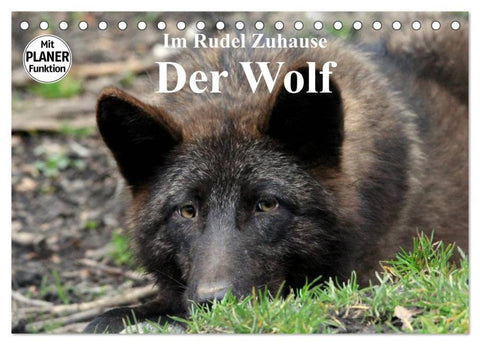 Im Rudel Zuhause - Der Wolf (Tischkalender 2026 DIN A5 quer), CALVENDO Monatskalender