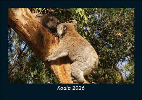 Koala 2026 Fotokalender DIN A5