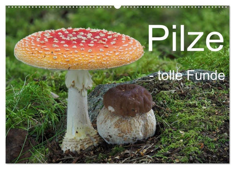 Pilze - tolle Funde (Wandkalender 2026 DIN A2 quer), CALVENDO Monatskalender
