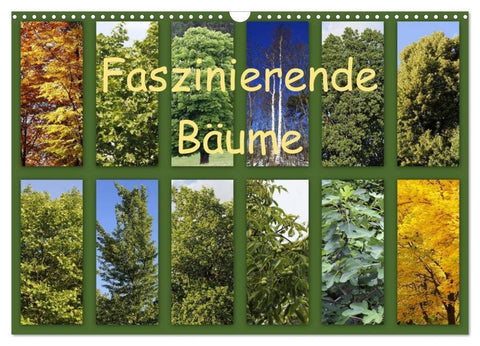 Faszinierende Bäume (Wandkalender 2026 DIN A3 quer), CALVENDO Monatskalender