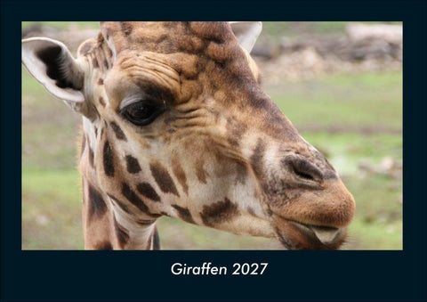 Giraffen 2027 Fotokalender DIN A4