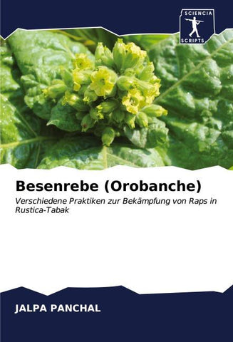 Besenrebe (Orobanche)