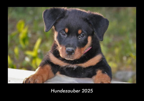 Hundezauber 2025 Fotokalender DIN A3