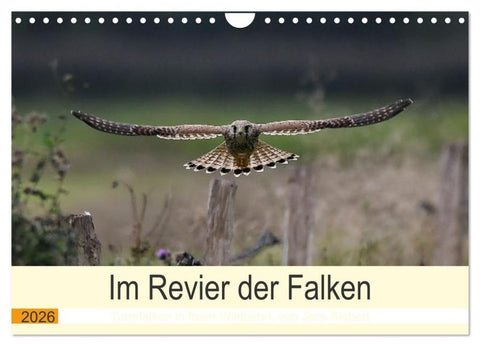 Im Revier der Falken (Wandkalender 2026 DIN A4 quer), CALVENDO Monatskalender