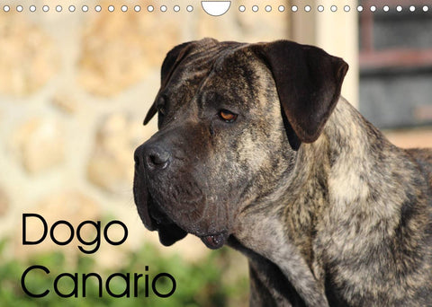 Dogo Canario (Wandkalender 2022 DIN A4 quer)