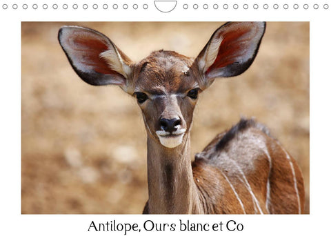 Antilope, Ours blanc et Co (Calendrier mural 2022 DIN A4 horizontal)