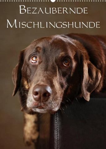 Bezaubernde Mischlingshunde (Wandkalender 2022 DIN A2 hoch)