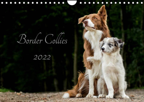 Border Collies 2022 (Wandkalender 2022 DIN A4 quer)