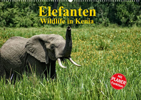 Elefanten . Wildlife in Kenia (Wandkalender 2022 DIN A2 quer)