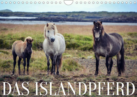 Das Islandpferd (Wandkalender 2022 DIN A4 quer)