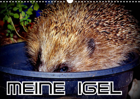 Meine Igel (Wandkalender 2022 DIN A3 quer)