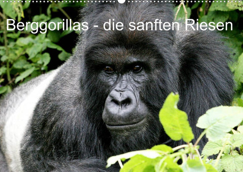 Berggorillas - die sanften Riesen (Wandkalender 2022 DIN A2 quer)